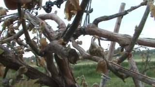 preview picture of video 'Grapes 8 days after frost/freeze May 26th 2009'