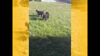 Video preview image #1 French Bulldog Puppy For Sale in BOSTON, MA, USA