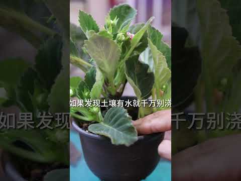 大巖桐風水