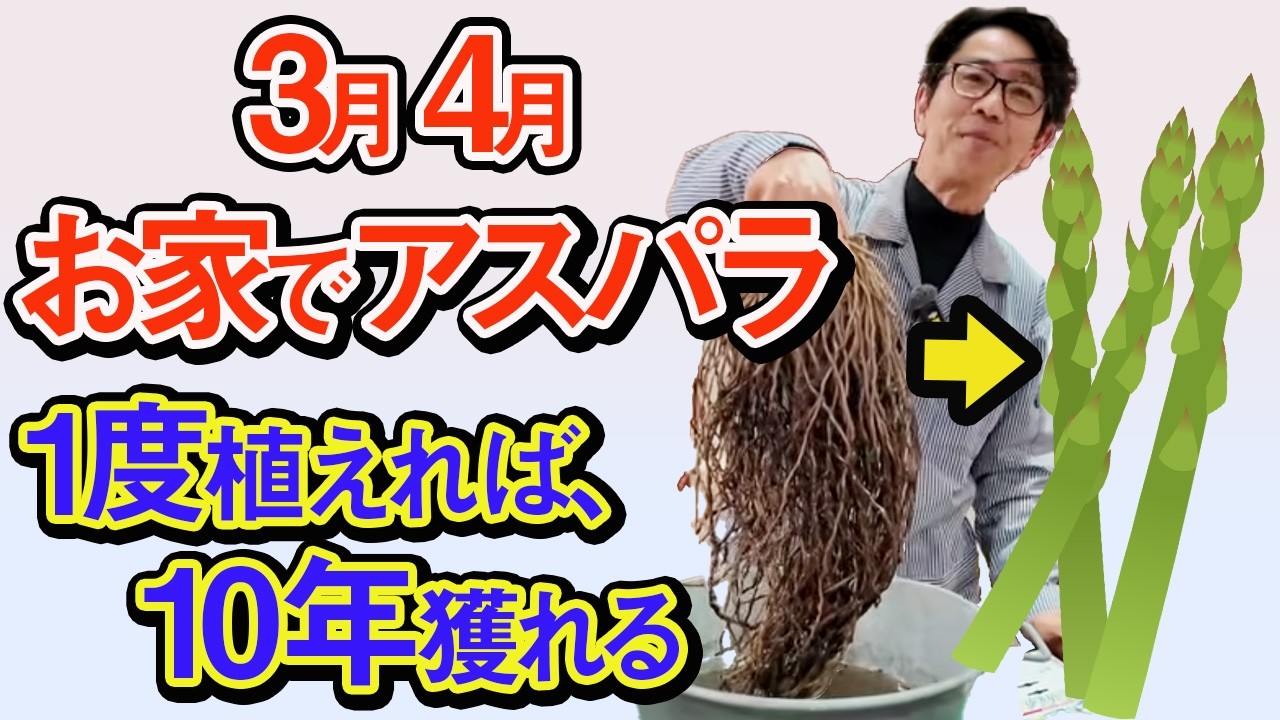 【超簡単】プランターでも10年獲れる！お家でできるアスパラ栽培テクニック