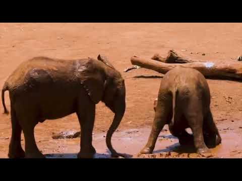 Baby Elephants Playing In The Mud 🐘🐘