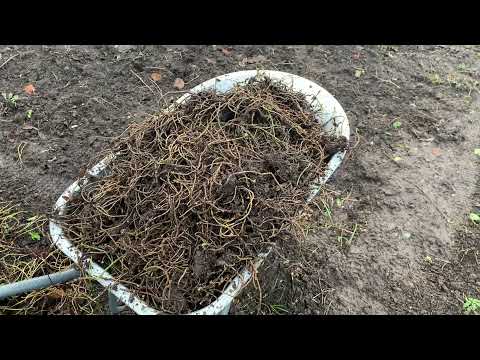 Gartenvlog 05.01.2022