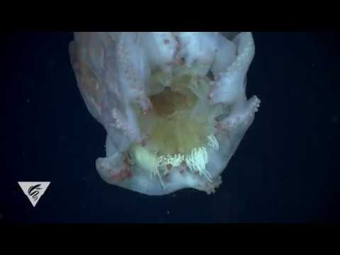 A sucker for jellyfish: The unexpected prey of the seven-arm octopus