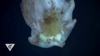 A sucker for jellyfish: The unexpected prey of the seven-arm octopus