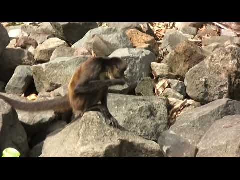 My Nicaragua Journey: Wildlife, Volcanoes, and History