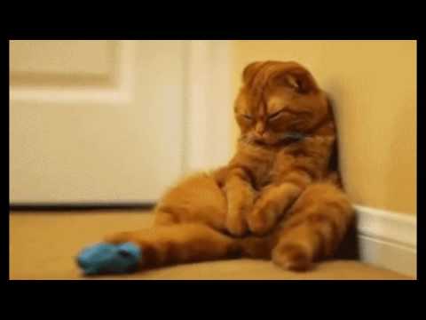 Cat Sing - Cat DJ Khaled - Wild Thoughts ft  Rihanna, Bryson Tiller Sing