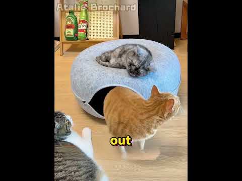 Mom Got the Cats a New Bed, and They Can't Stop Playing! 😂🐱🛏️ #shorts #funny #comedy