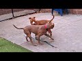 Couple Of Black Dogs Mating And Crossover Process Dog Mating Dog Breeding Black Dogs Mating Wov