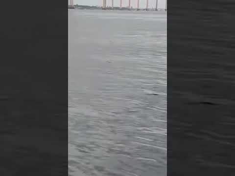 Resgate real emocionante de onça no Rio Negro: parte 2 #shorts