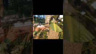 Download lagu camoflase dipohon mp3