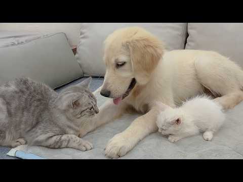 YouTube 썸네일