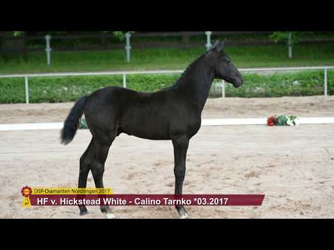 KN 52 Hamilton Hf v. Hickstead White - Calino Tarnko