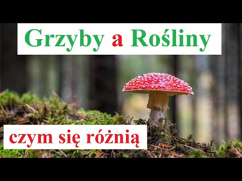 Grzyby a Rośliny - czym się różnią