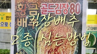 #김장배추심는방법 #기능성배추 심는방법