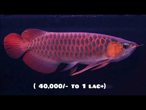 Top 10 Arowana  fish price (2)