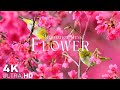 Flowers 4K Nature Relaxation Film | Meditation Relaxing Music