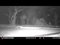 Raccoons