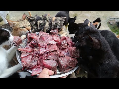 Tuna fish - Feeding yummy tuna fish for hungry cats