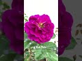 Purple Rose