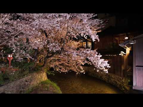 京都　祇園白川　夜桜ライトアップ　ライブ配信 4K