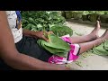 Attach The Betel බුලත් අමුණනනවා