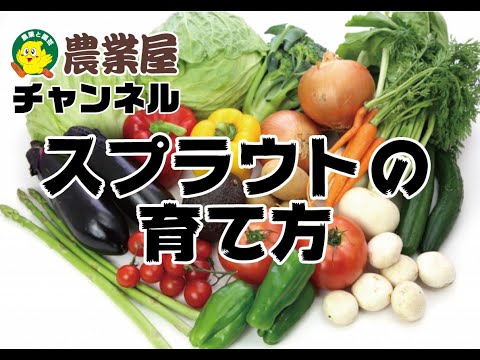 スプラウトジャー: スプラウトの栽培に最適です 庭の練習