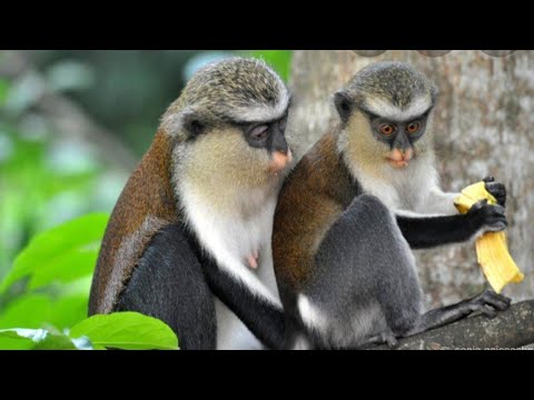 መንደር አሸባሪዋና አራዳዋ ጦጣ 😂😂😂😂