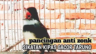 Download lagu FULL EMOSI ‼️PANCINGAN SPONTAN SIKATAN KIPAS GACOR TARUNG sikatan bahan auto bunyi mp3