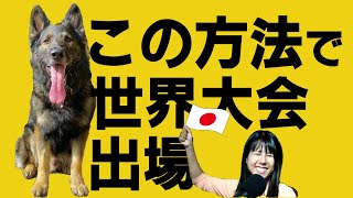 ジャーマンシェパードのゼロ君は世界大会に出場。飼い主さんは当然ビヘイビアリズム推奨。