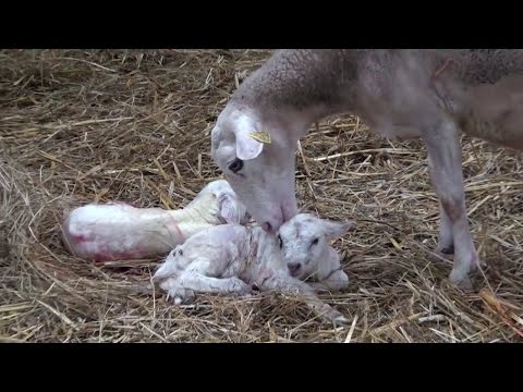 Agneaux, brebis et moutons