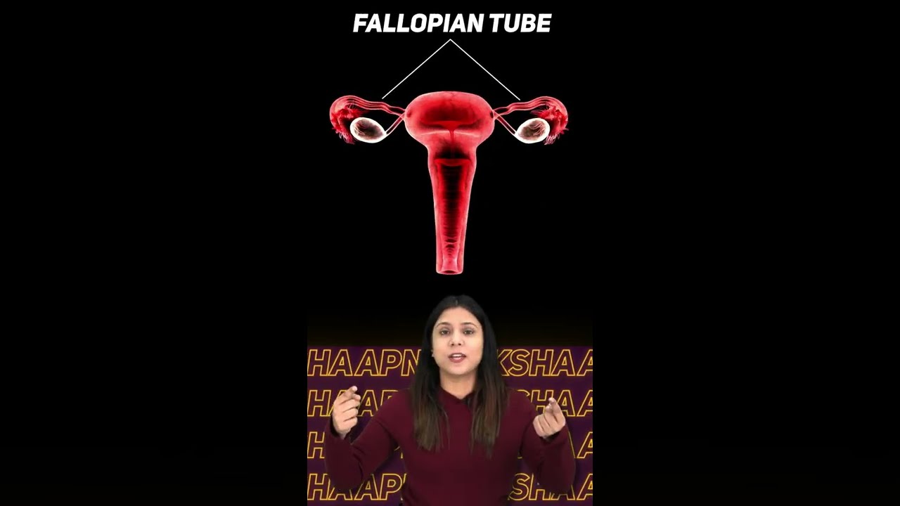 Female Reproductive System | How do Organisms Reproduce?