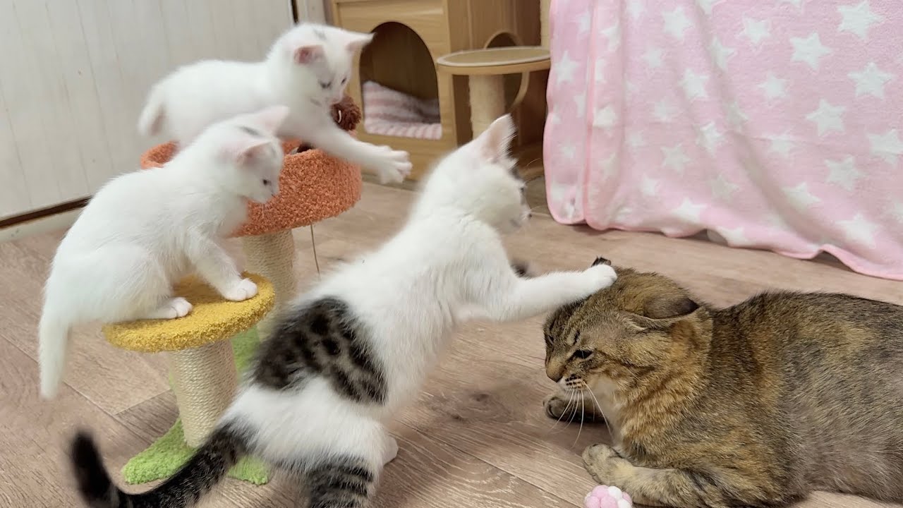 優しすぎる兄猫に空気砲を発射しちゃう子猫【白玉ちゃん＆坊ちゃん＆たこやき君日記】Kitten’s "Air Cannon" vs. Kind Big Brother