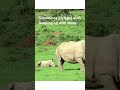 Sometimes little rhinos need little naps 💤 #conservation #rhinos #babyanimals