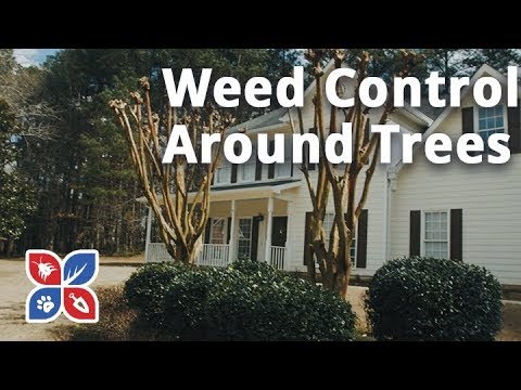  Do My Own Lawn Care - Weed Control Around Trees  Video 