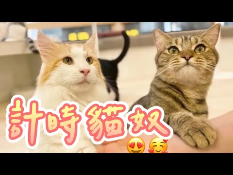 [京都Vlog] 日本可愛貓咖啡廳 肉球就放在我的手上