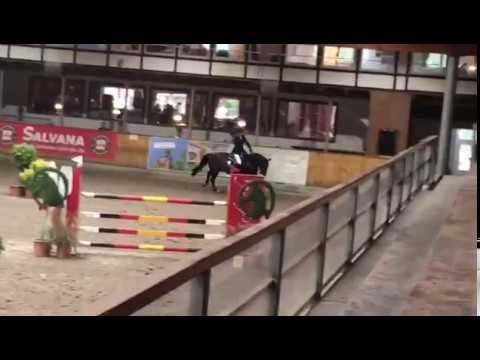 Holsteiner gelding, 2011, Diarado x Carry