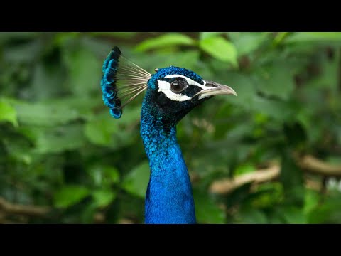 #PaulDinning मोर नृत्य Peacock Dance in All its Glory - मोर - الطاووس
