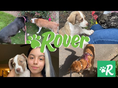 I Tried Dog Sitting/Walking Through Rover ! $$$ | how to make money dog sitting | come to work w/ me