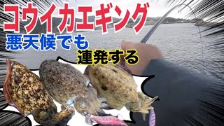 悪天候で連発する！コウイカエギング