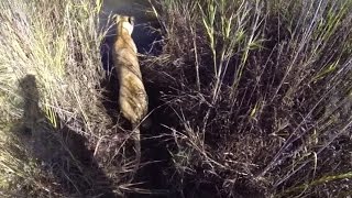 Lions by the Waterhole
