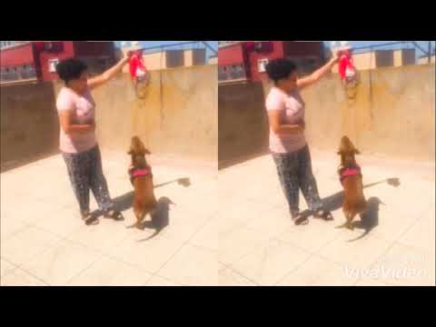 ممنوع المشاهدة لأقل من 18 سنة أخطر pittbol👹👹👿✌🏻