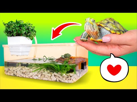 Las tortugas se mudan a su nuevo y más espacioso hogar