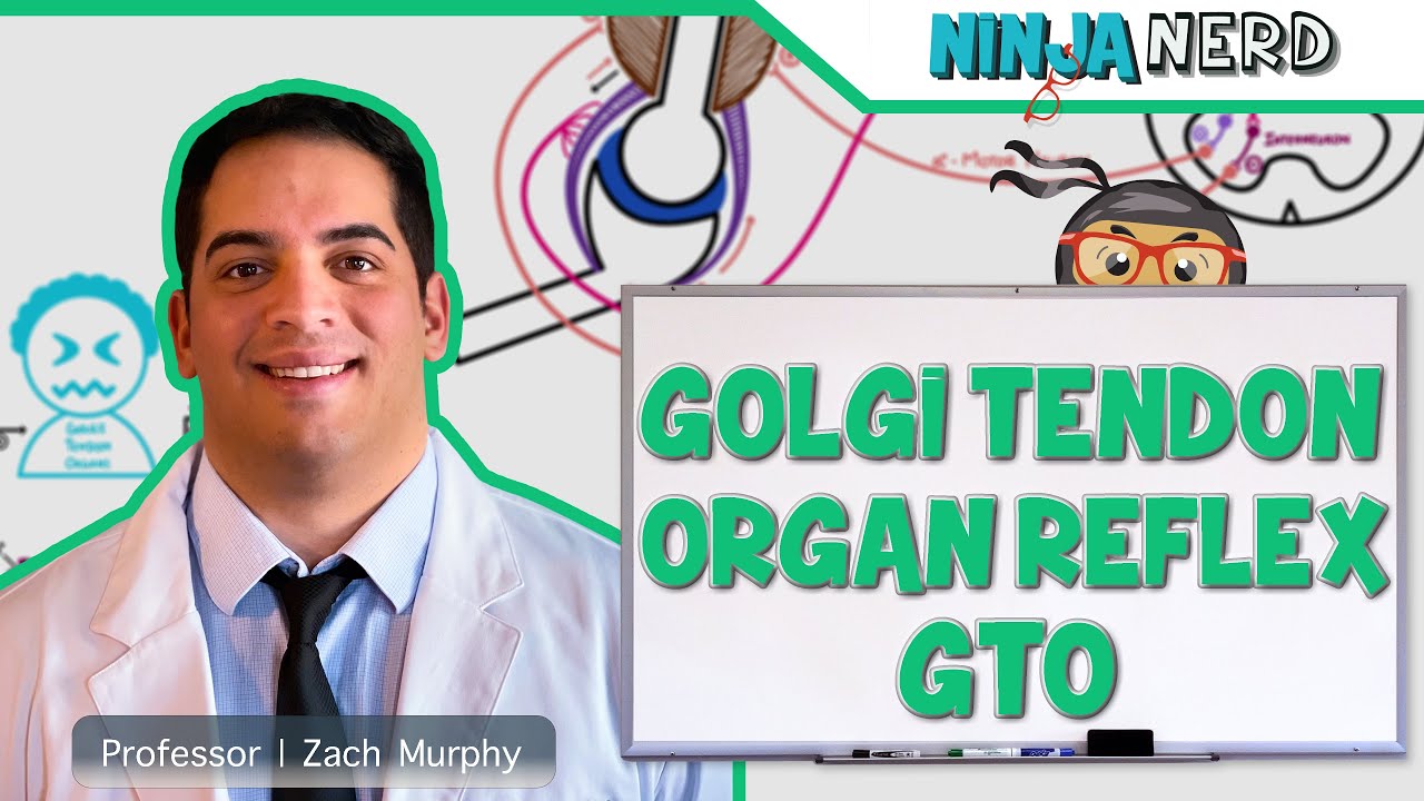 Neurology | Spinal Cord: Golgi Tendon Organ Reflex (GTO)