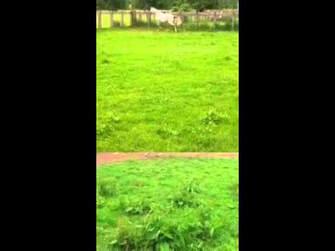 Aja Alexis *2010 grey filly Aja Justified  x  Aja Anouska by FS Bengali                    Owner:...