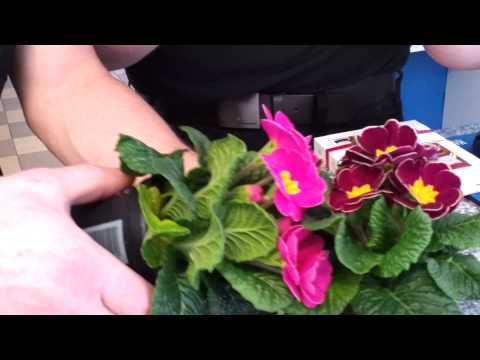 Blümchensex ;-P.mp4