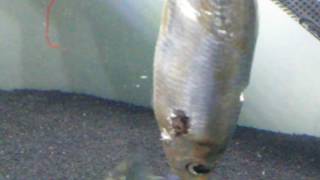 Piranha feeding time a fish