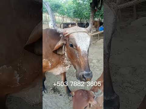 sábado 25 de julio 2026 Vaca disponible en Calle a Uluazapa, San Miguel, El Salvador