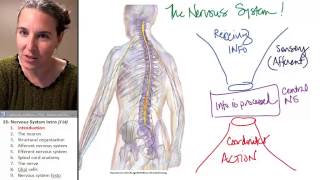 Nervous system 1- Introduction