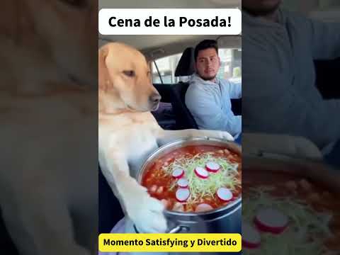 ¡Se Arruinó la Cena de la Posada! 😂🐶 Momento Satisfying y Súper Divertido