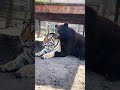 Bear And Tiger Best Friends, AMAZINGLY ADORABLE